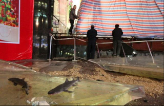 Illustration for article titled Huge Shark Tank Breaks Inside Chinese Mall, 15 People Injured (Updated)